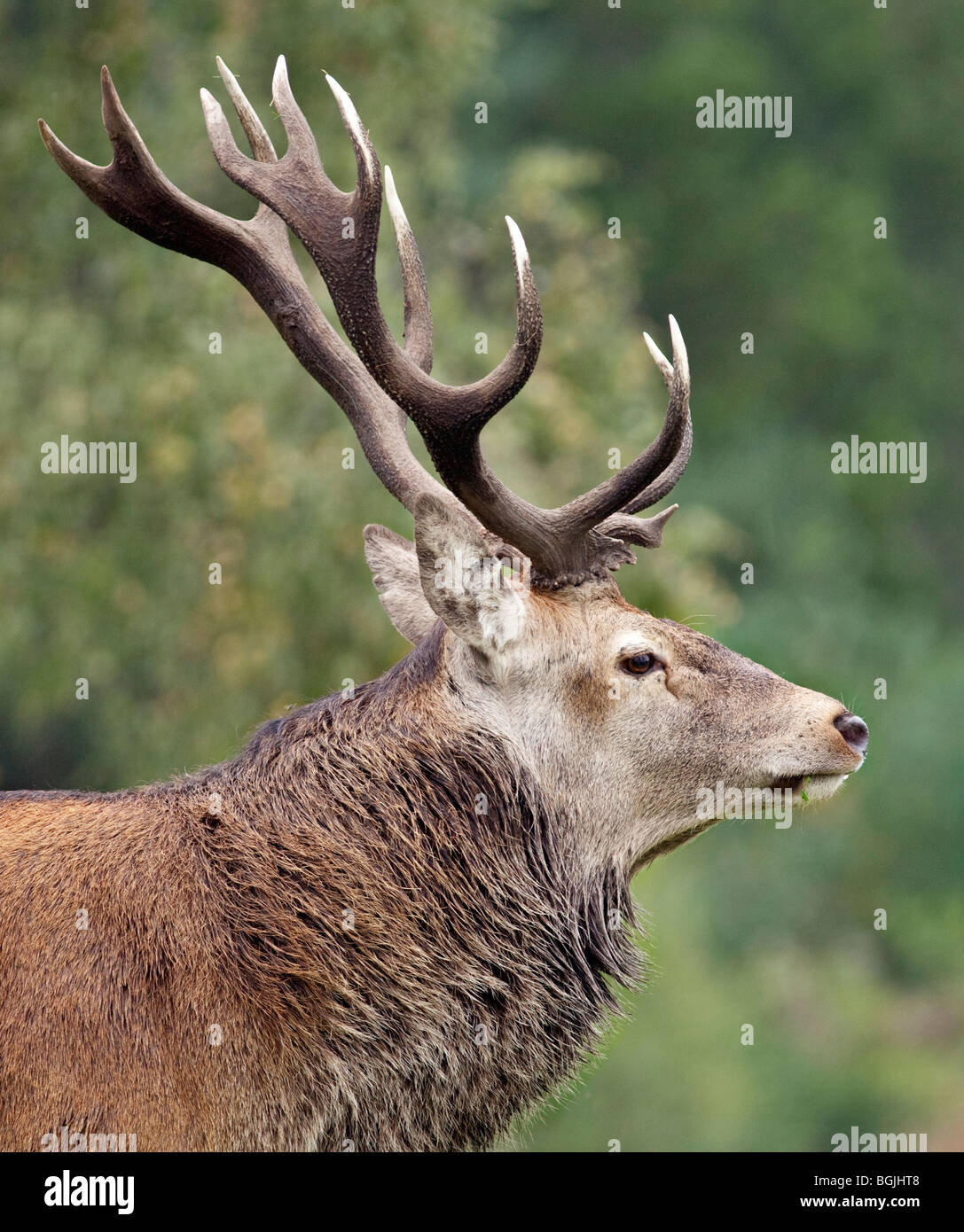 Red Deer Stag Cervus elaphus Stock Photo