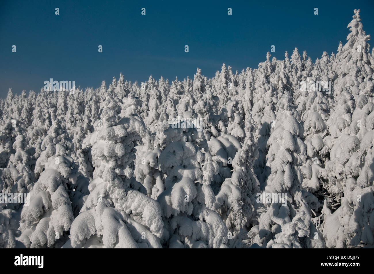 view of fir trees covered in snow at the summit of the Cerna Hora, Karkonosze, Czech Republic. Stock Photo