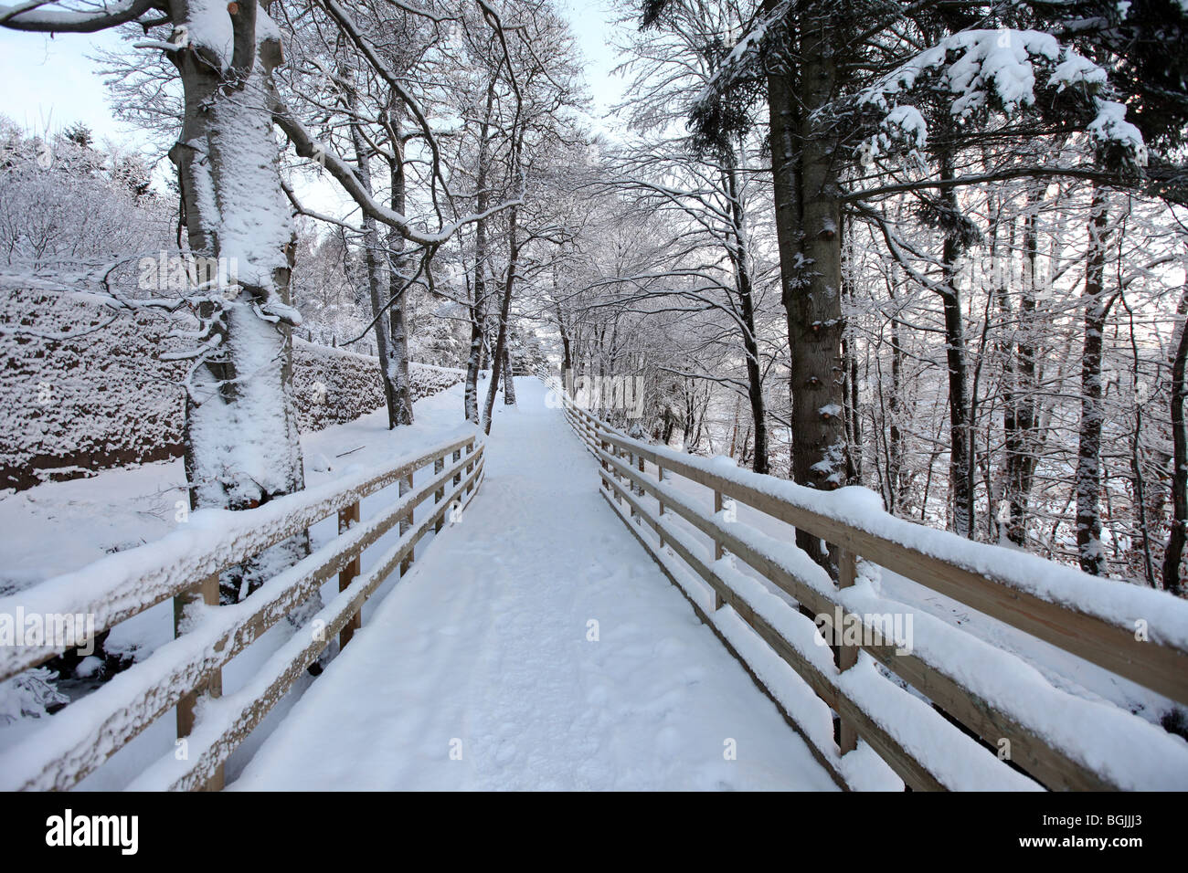 Forest woodland fenced walkway in rural scene in snow covered country landscape during winter in Scotland, UK Stock Photo