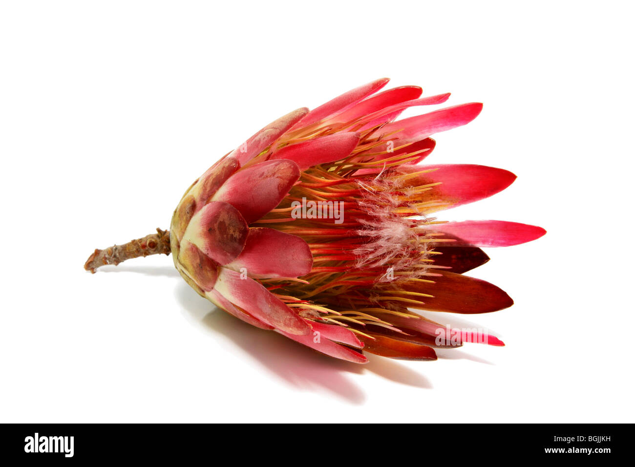 Protea flower isolated on a white background Stock Photo