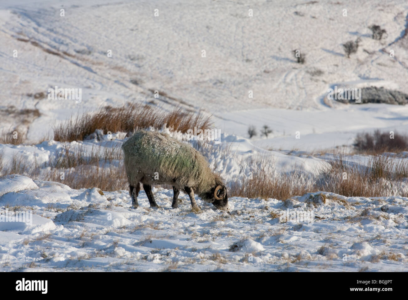 Pennine hill farm sheep on snowy moorland in winter Stock Photo