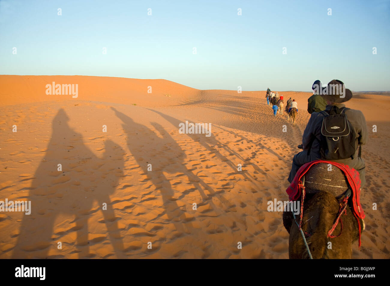 A tour group returning to base after a dawn camel ride. Shadows on the golden lit sand of the Sahara Desert, Morocco. Stock Photo