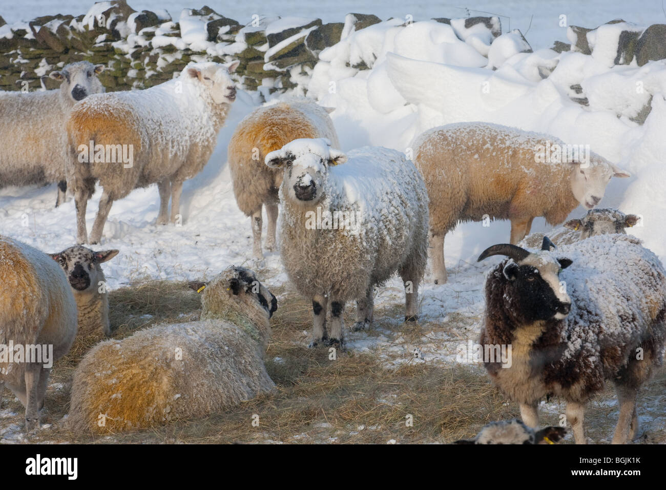 Pennine hill farm sheep in snowy field in winter Stock Photo