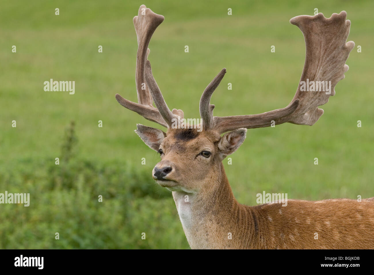 Fallow Deer buck Stock Photo