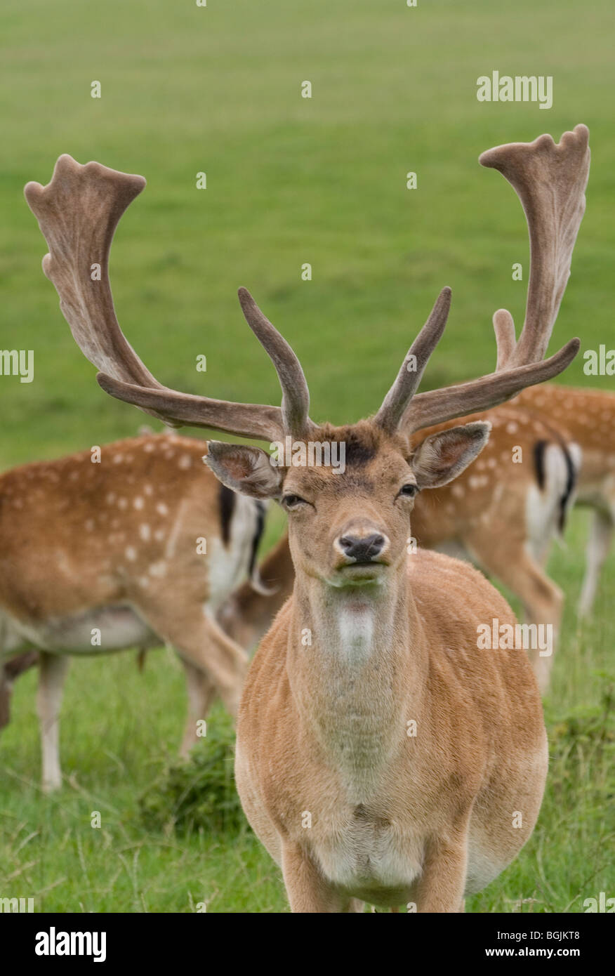 Fallow Deer buck Stock Photo