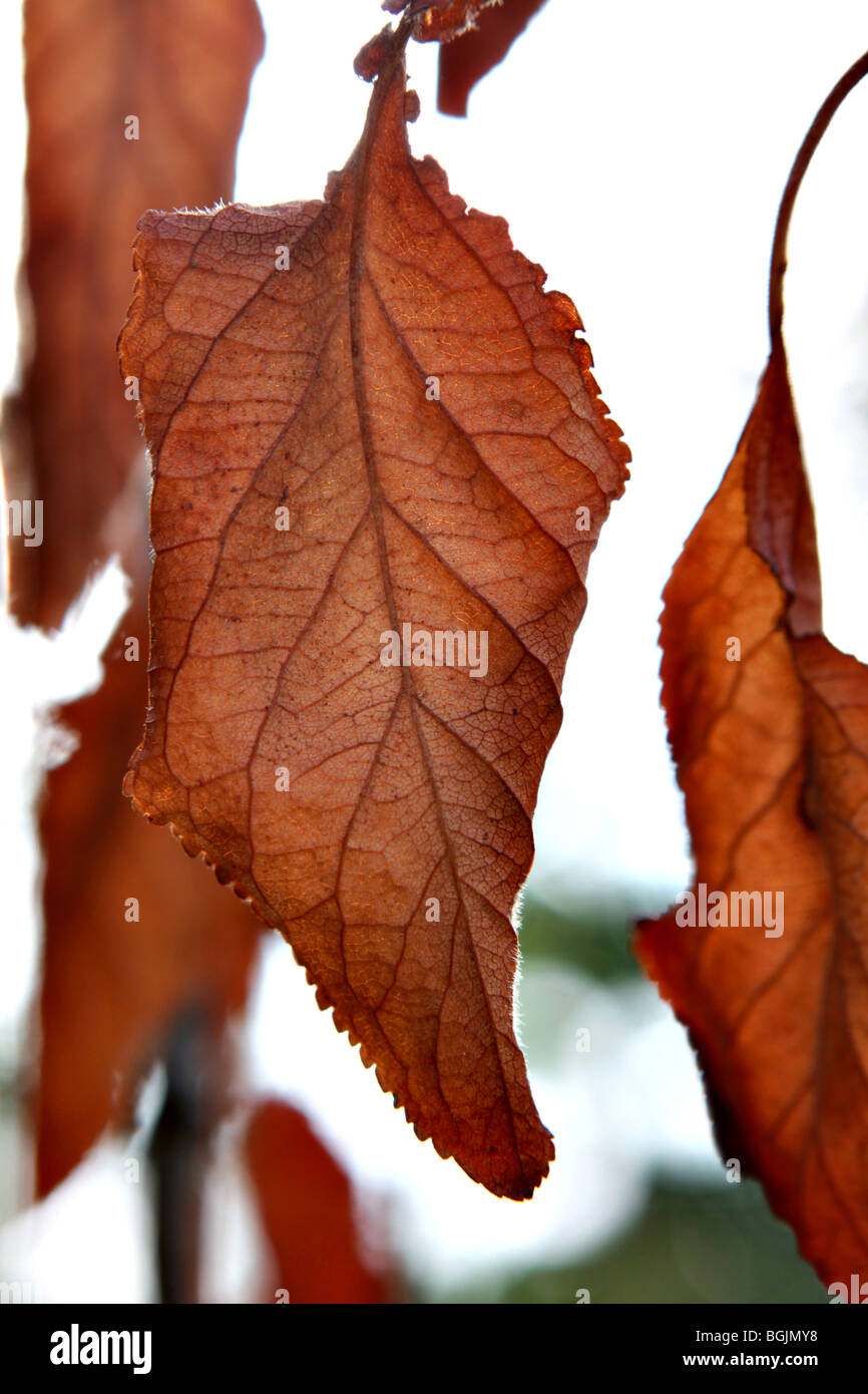 Autumn colors illustrated by red brown leaves hanging from a branch of a garden plum tree Stock Photo