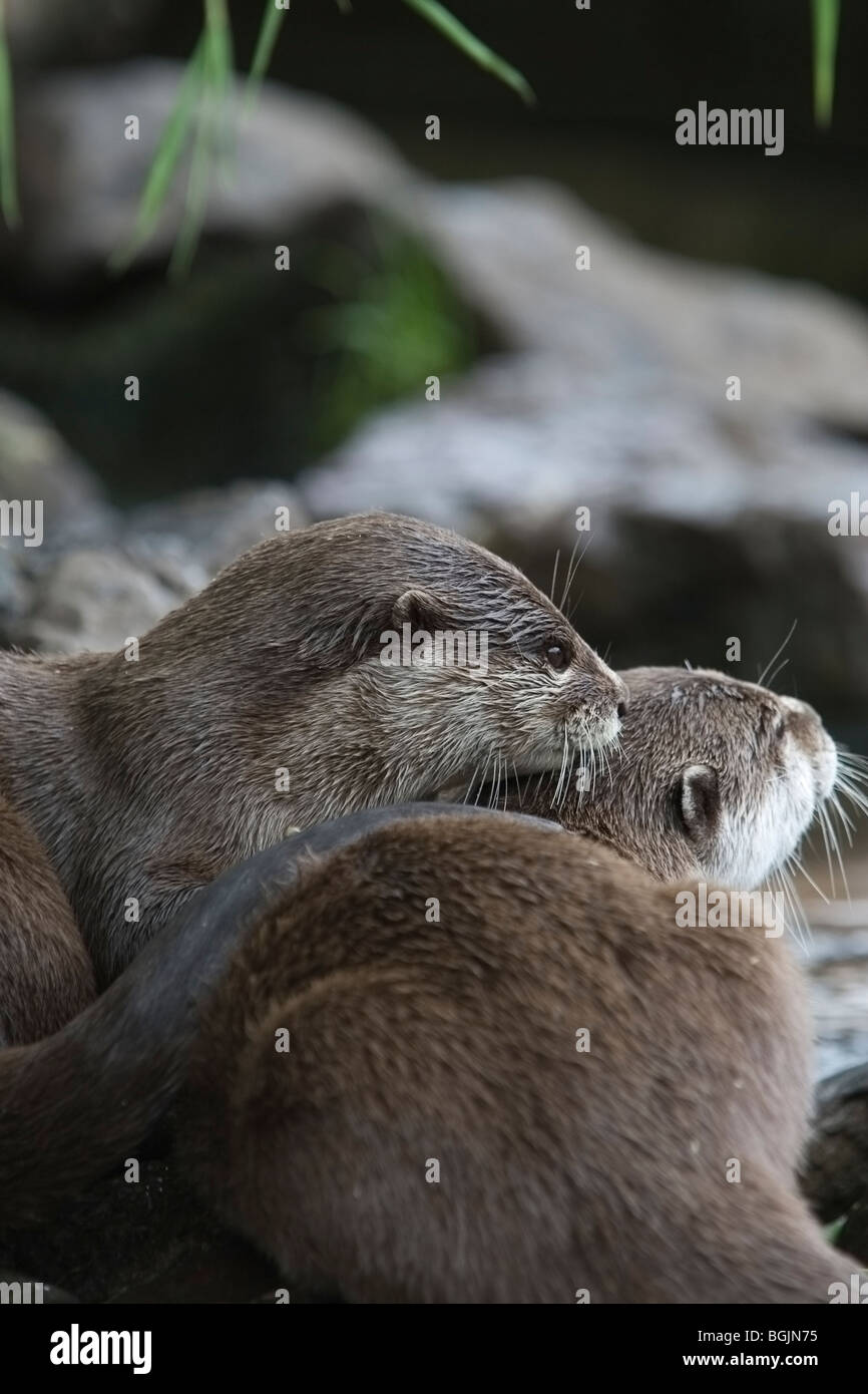 Asian Short-clawed Otters Stock Photo