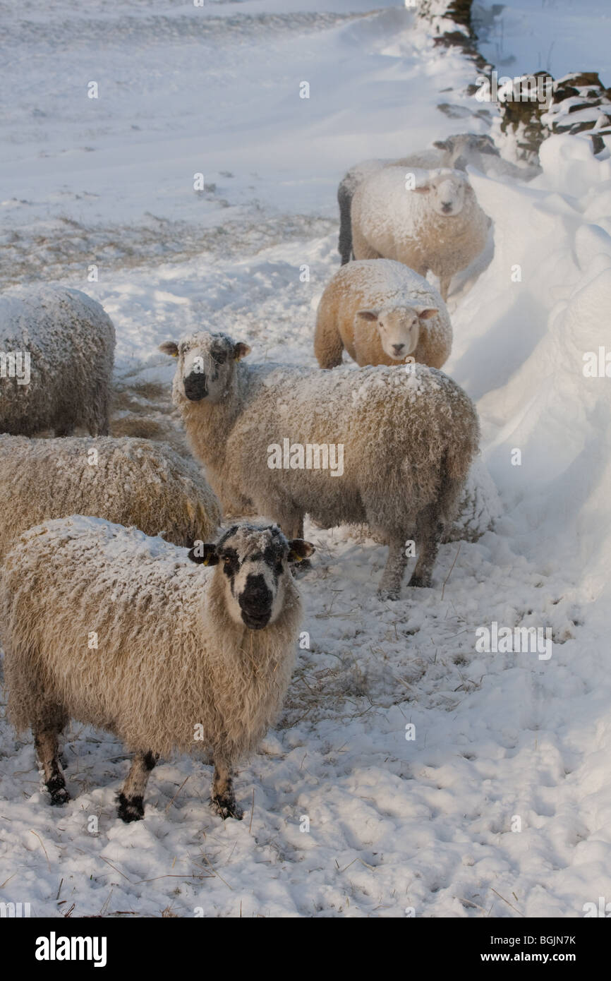 Pennine hill farm sheep in snowy field in winter Stock Photo