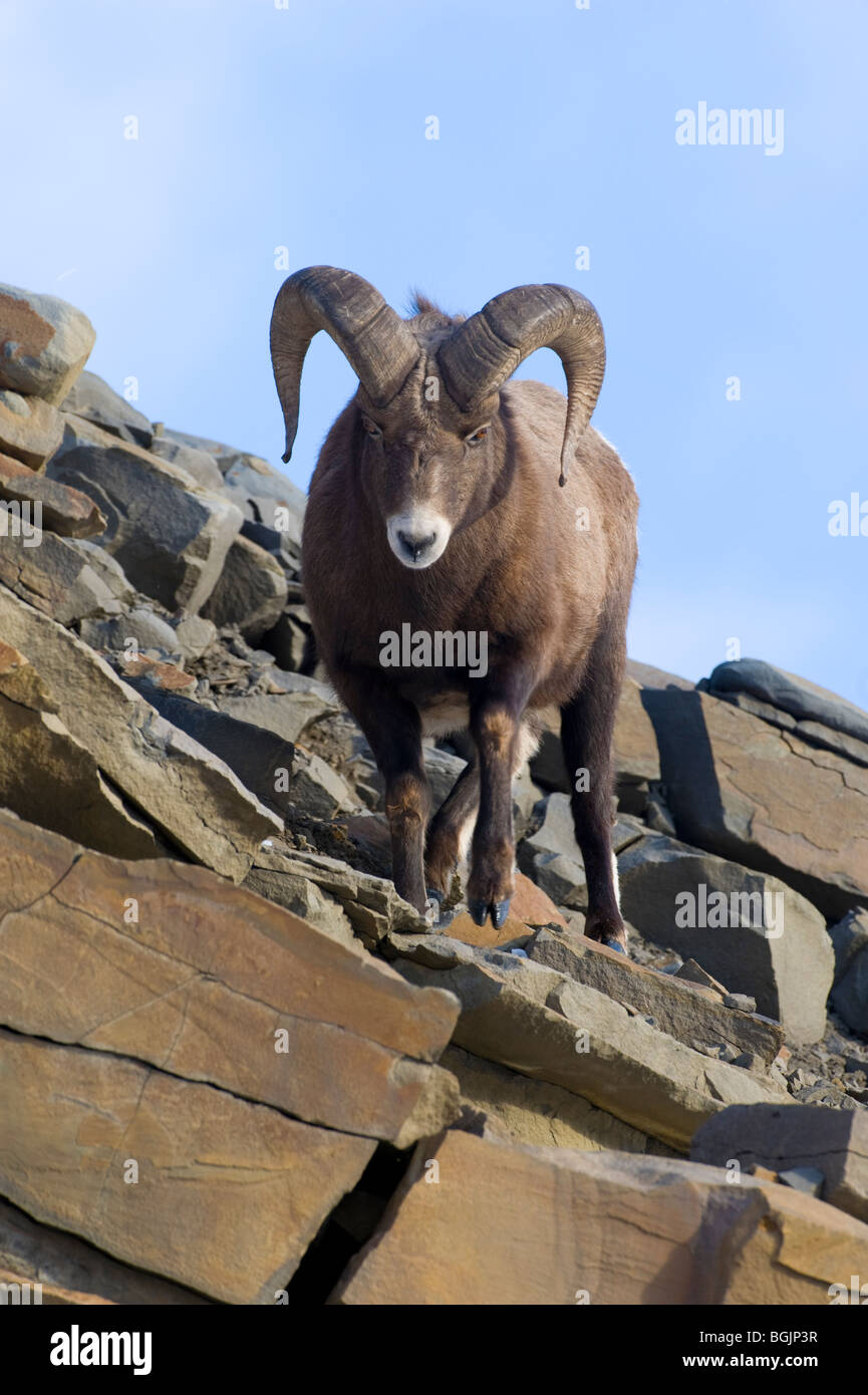An adult rocky mountain Bighorn Sheep Stock Photo
