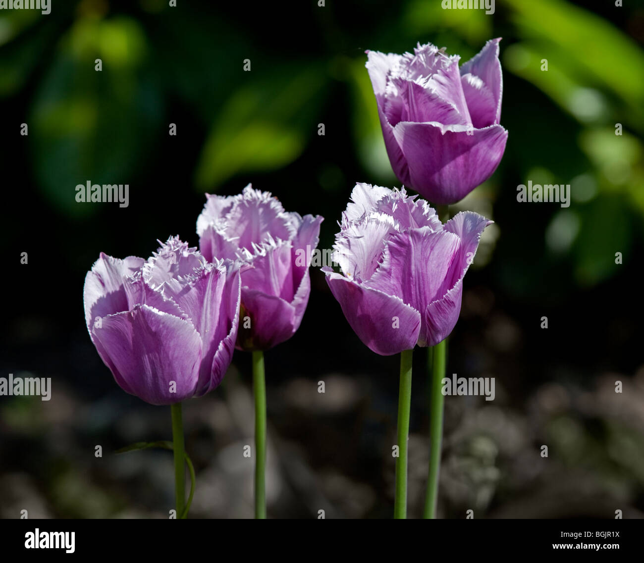 Tulip Blue Heron Stock Photo Alamy