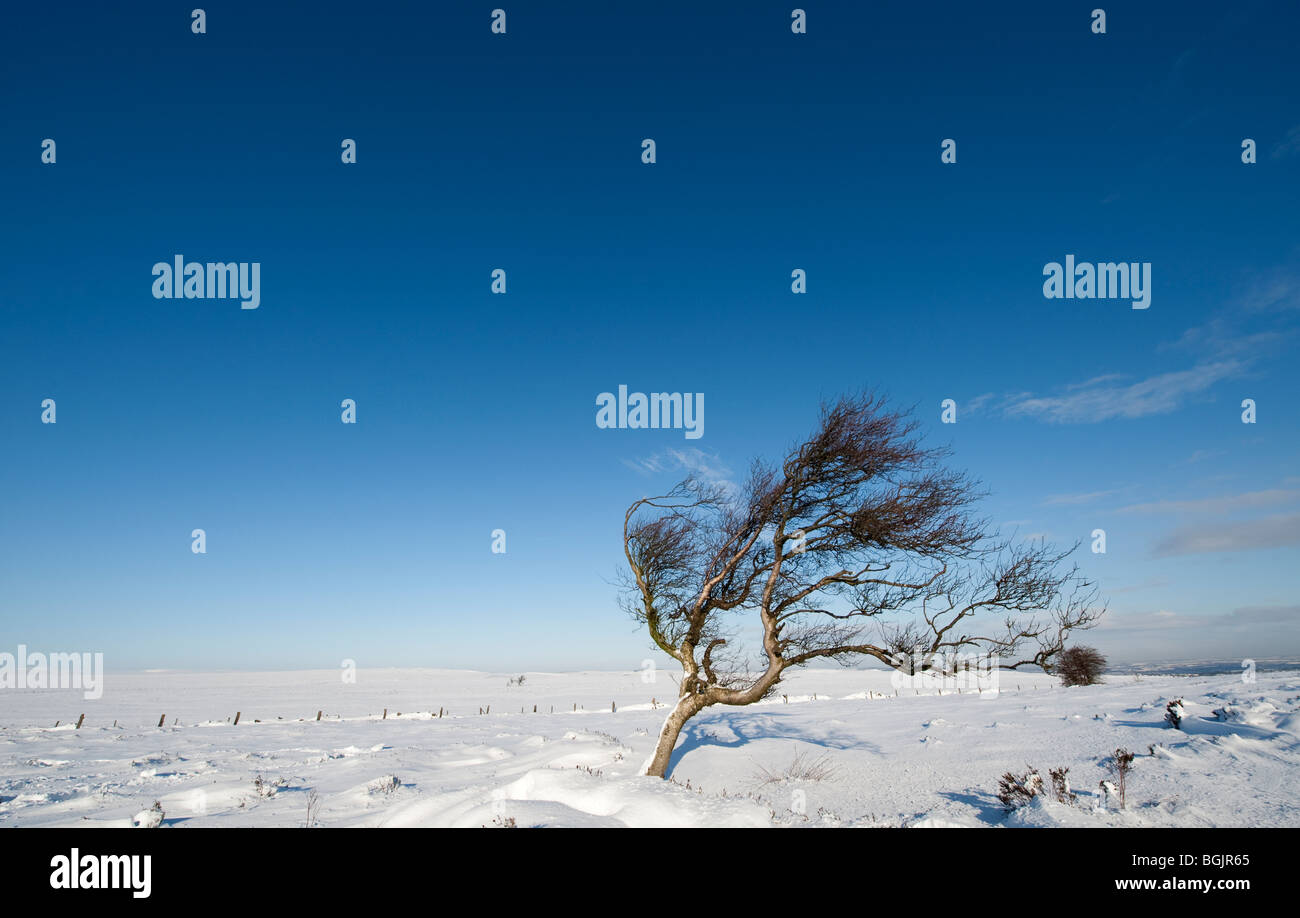 Solitary windswept silver birch tree  moorland above Ringinglow in Derbyshire, England Stock Photo