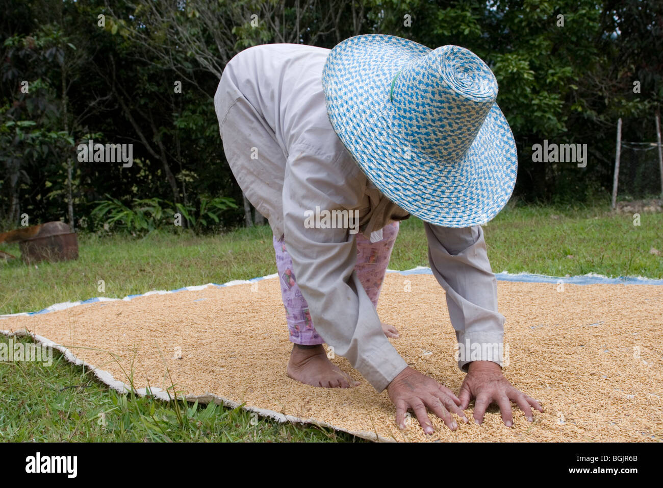 A farmer spreading out rice grains to dry before dehusking at the Kelabit Highlands in Sarawak in Borneo.  Stock Photo