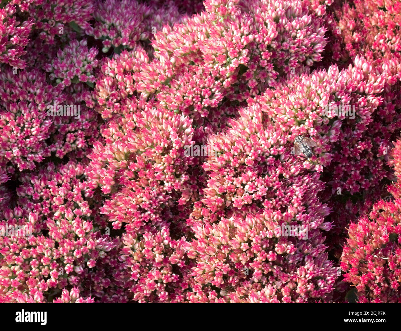 Pink Sedum Stock Photo