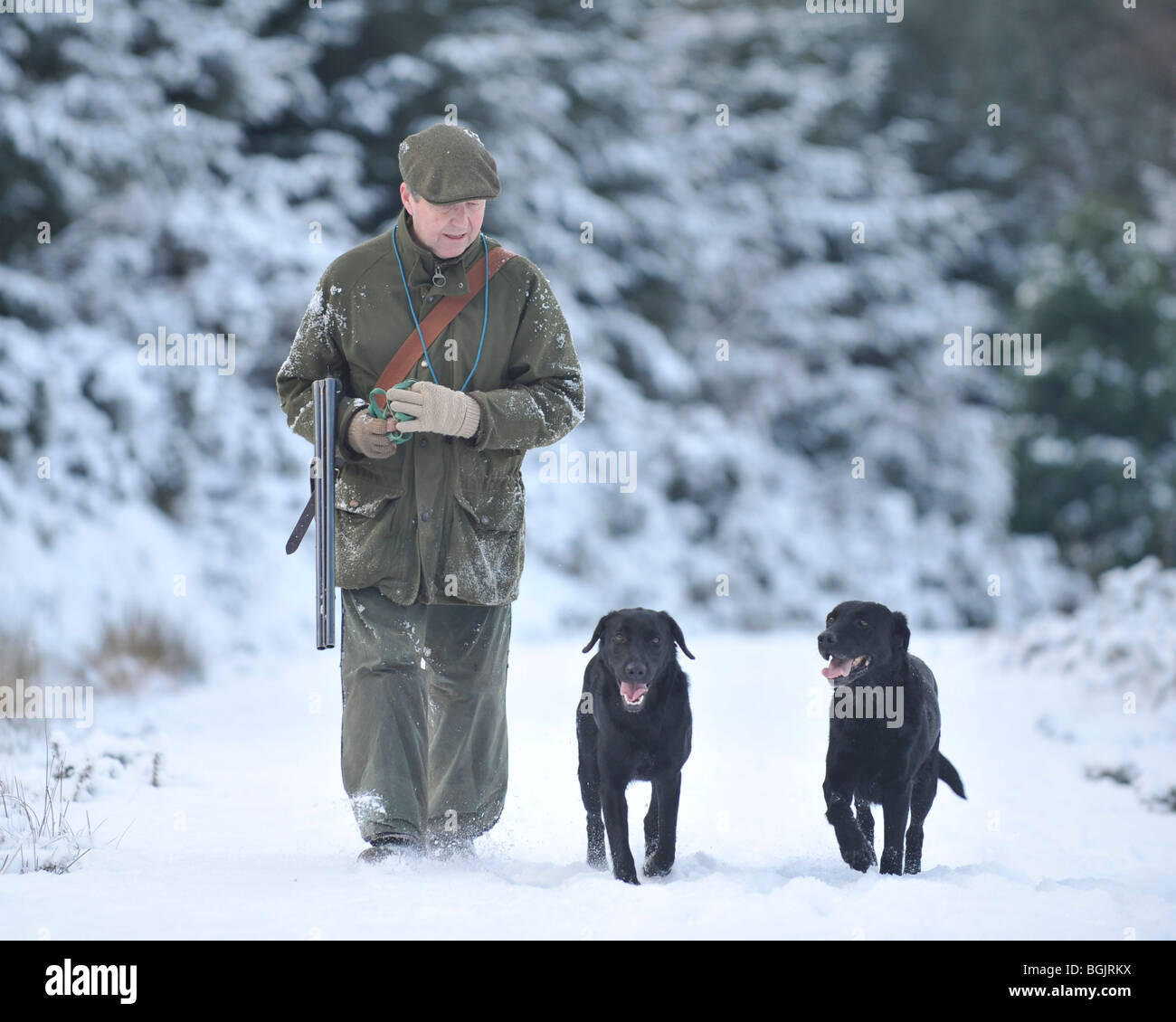 man with gun and dogs in the snow Stock Photo