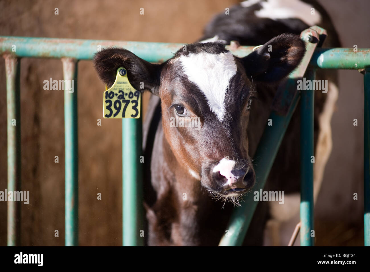 Holstein Dairy calf Stock Photo