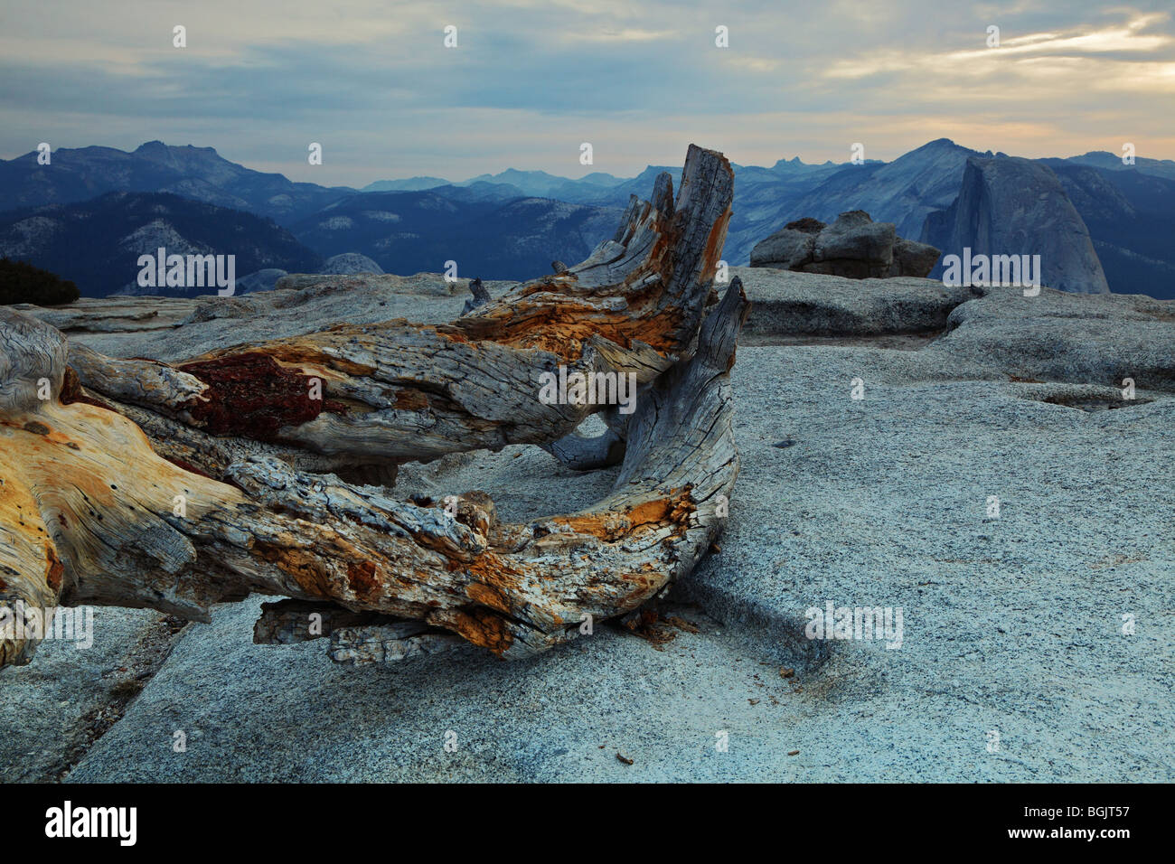 Fallen tree and Half Dome Stock Photo - Alamy