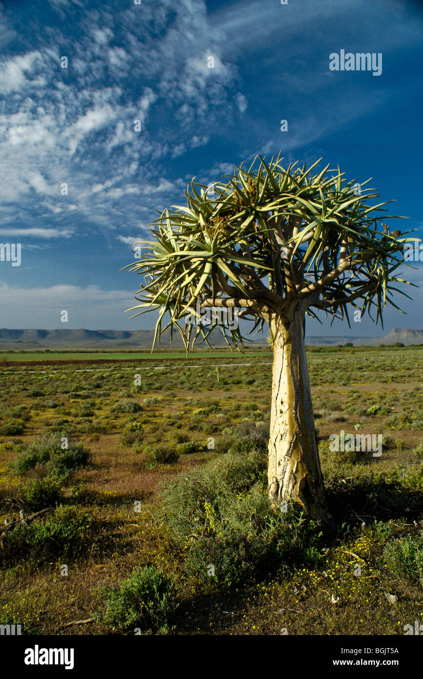 Kokerboom and wildflowers in spring, Western Cape, South Africa Stock Photo