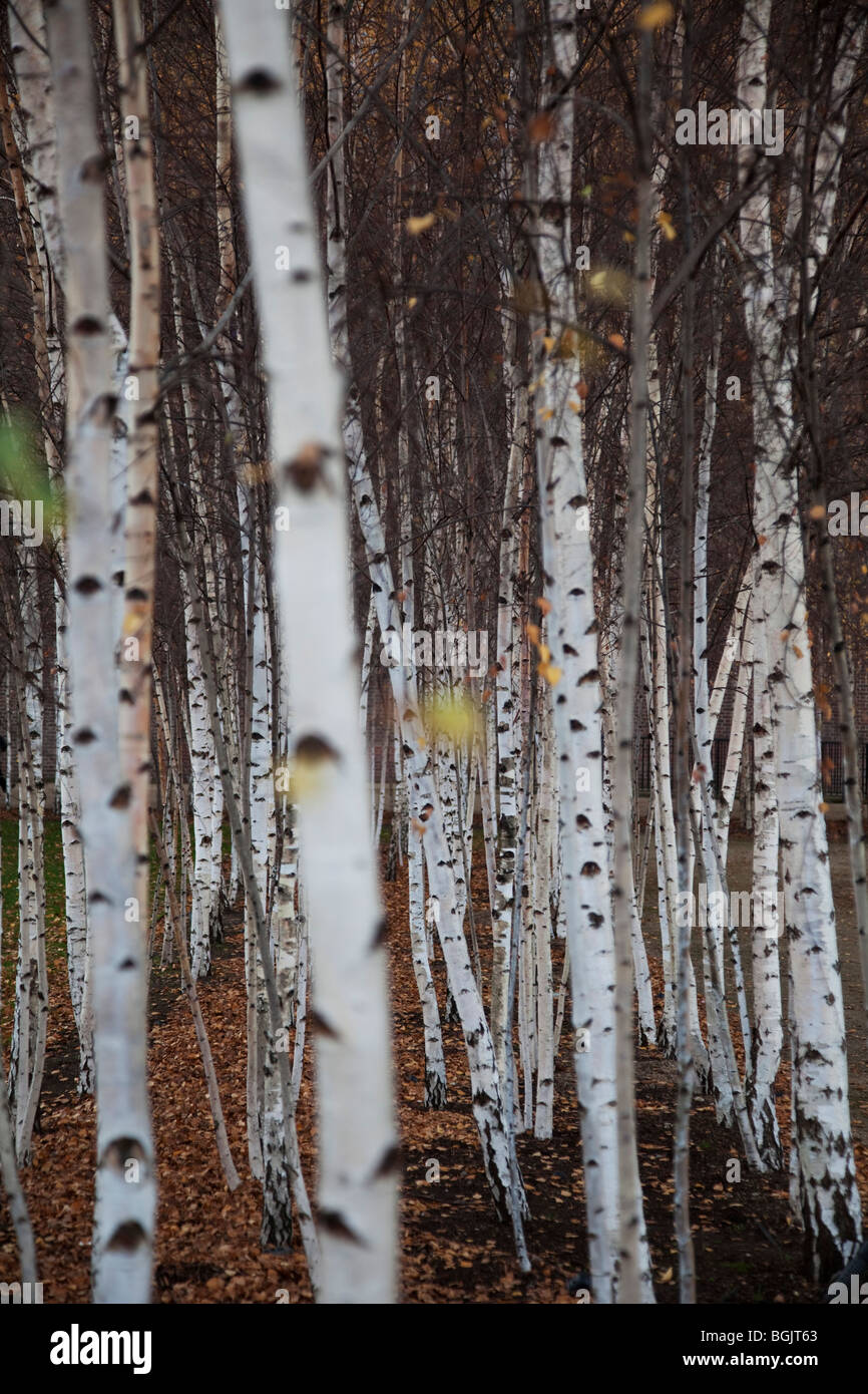 Silver Birch trees planted in rows Stock Photo Alamy