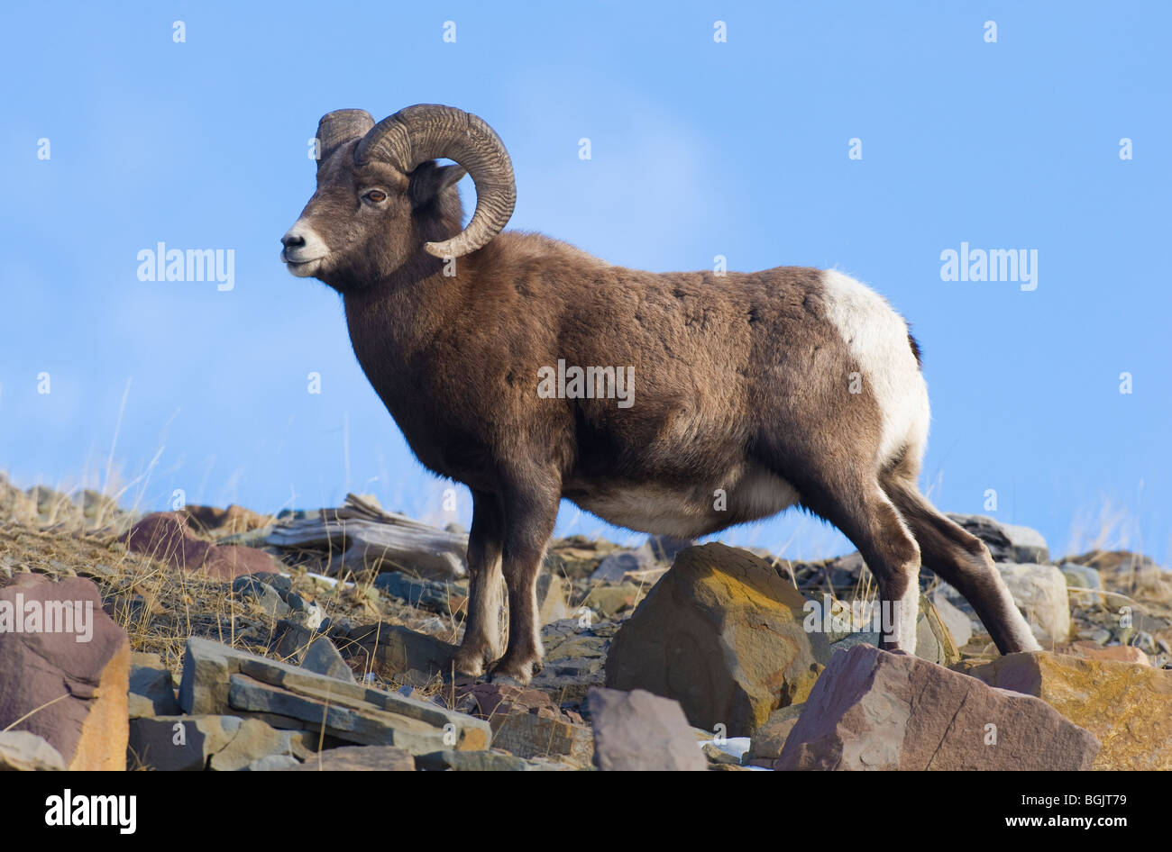 An adult rocky mountain Bighorn Sheep Stock Photo
