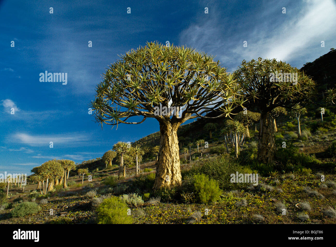 Kokerboom forest, Western Cape, South Africa Stock Photo