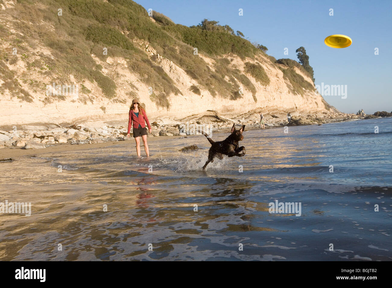 Chocolate Labrador Puppy at the beach chasing a frisbee Stock Photo