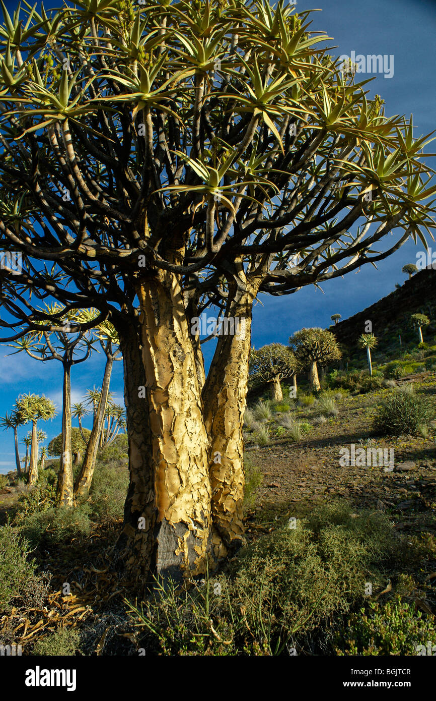 Kokerboom forest, Western Cape, South Africa Stock Photo