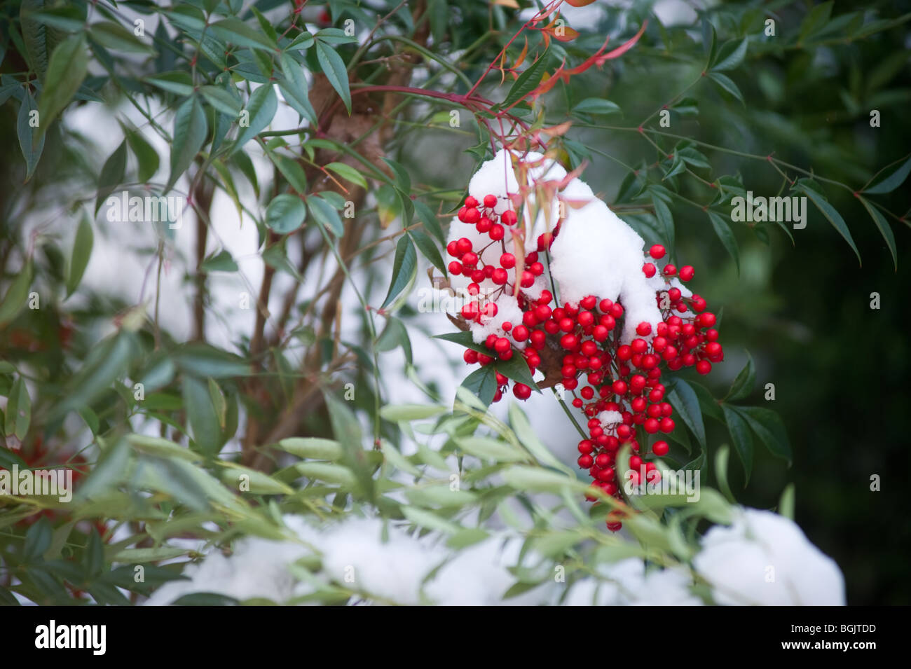 Snow on red berries and greenery Stock Photo - Alamy