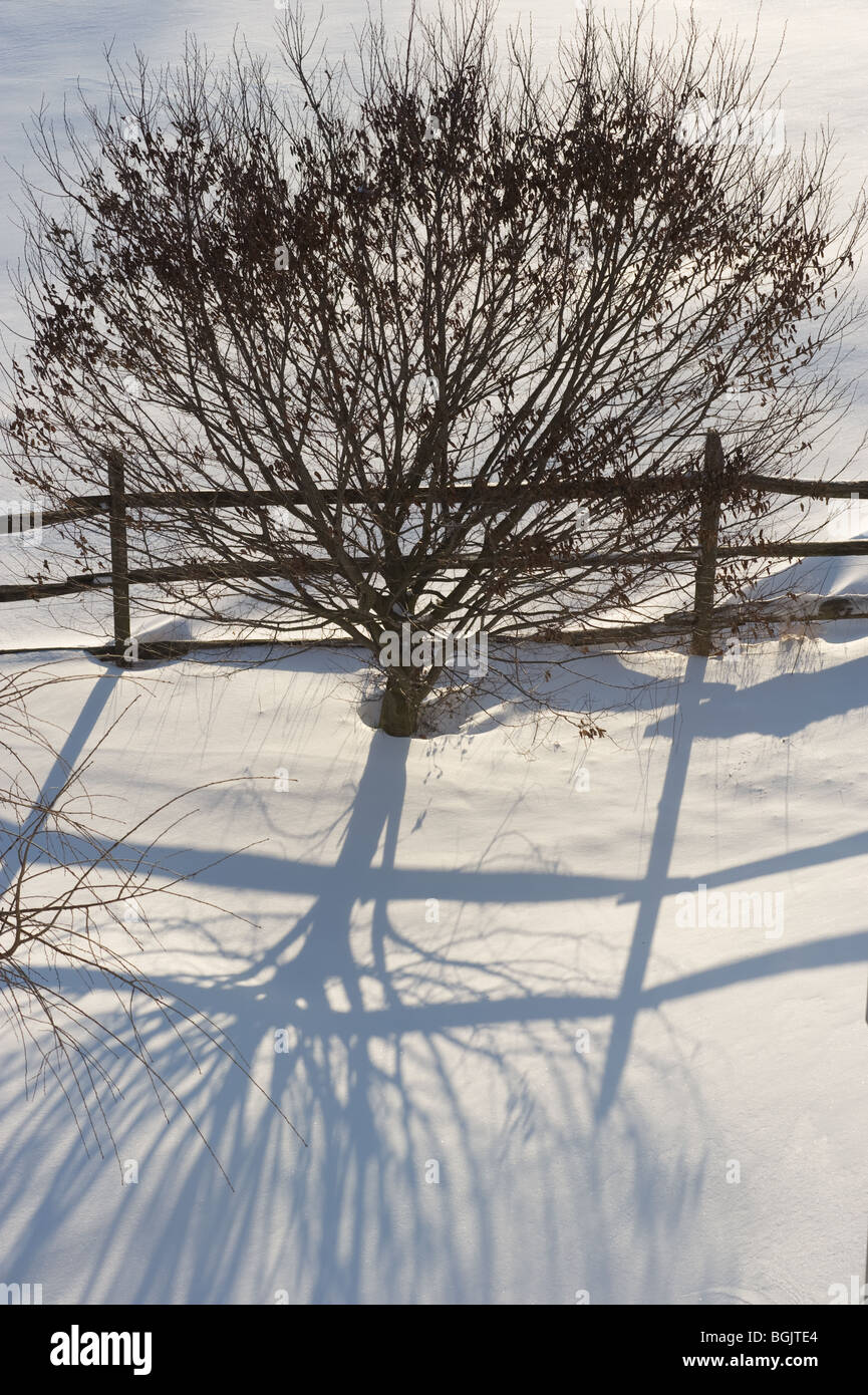 Tree and fence in snow Stock Photo