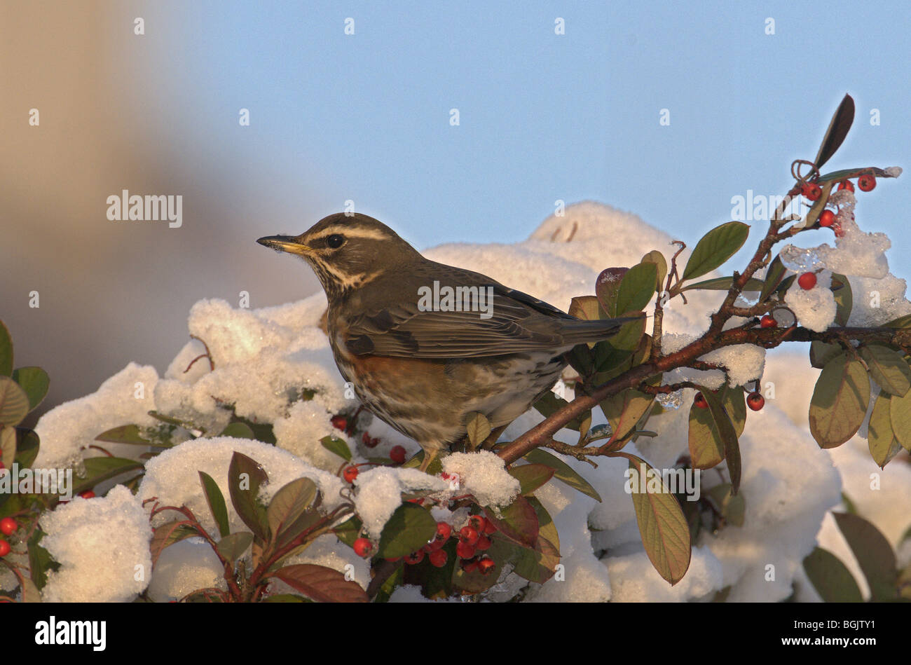 REDWING TURDUS ILIACUS PERCHED ON BRANCH FEEDING ON WINTER BERRIES IN SNOW Stock Photo