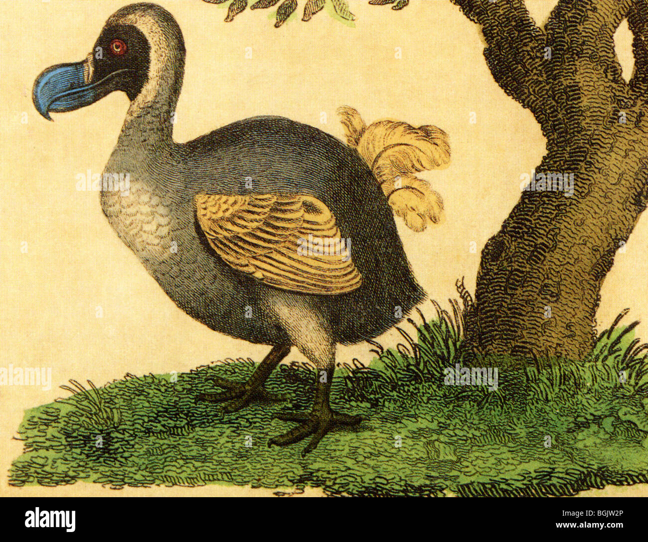 DODO from Clerc and Buffon's Natural History book in 1828 Stock Photo