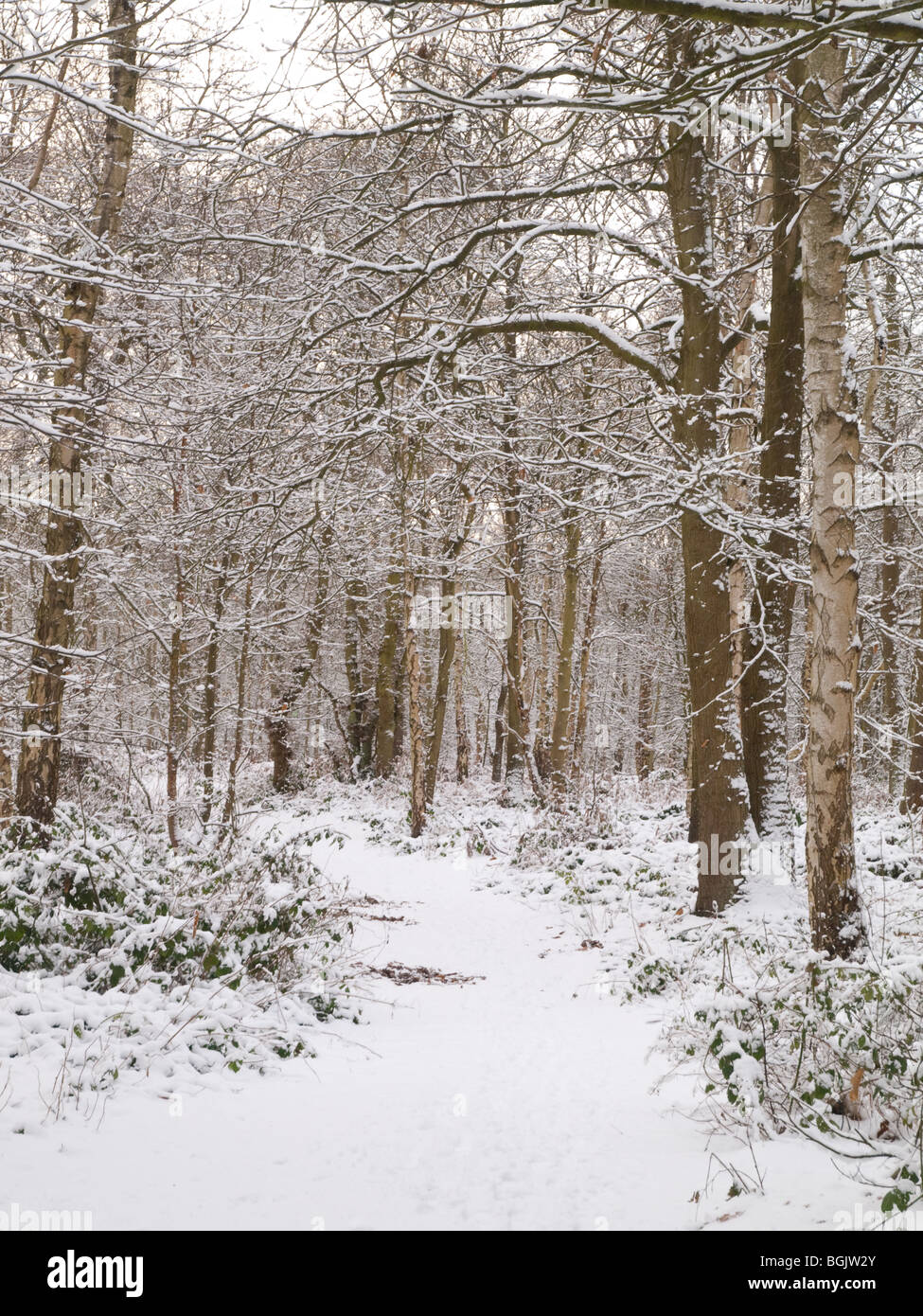 Snow at the Fox Covert Nature Reserve near Calverton in Nottinghamshire