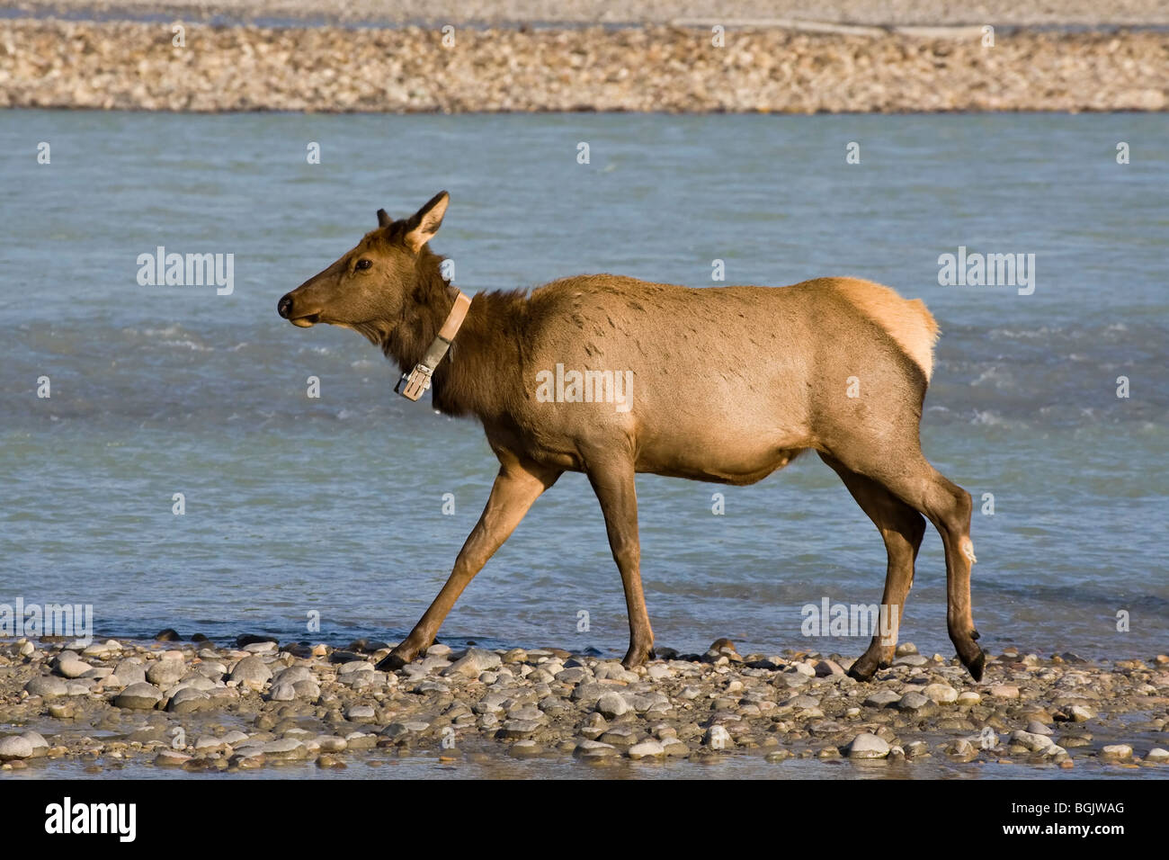 Female elk hires stock photography and images Alamy
