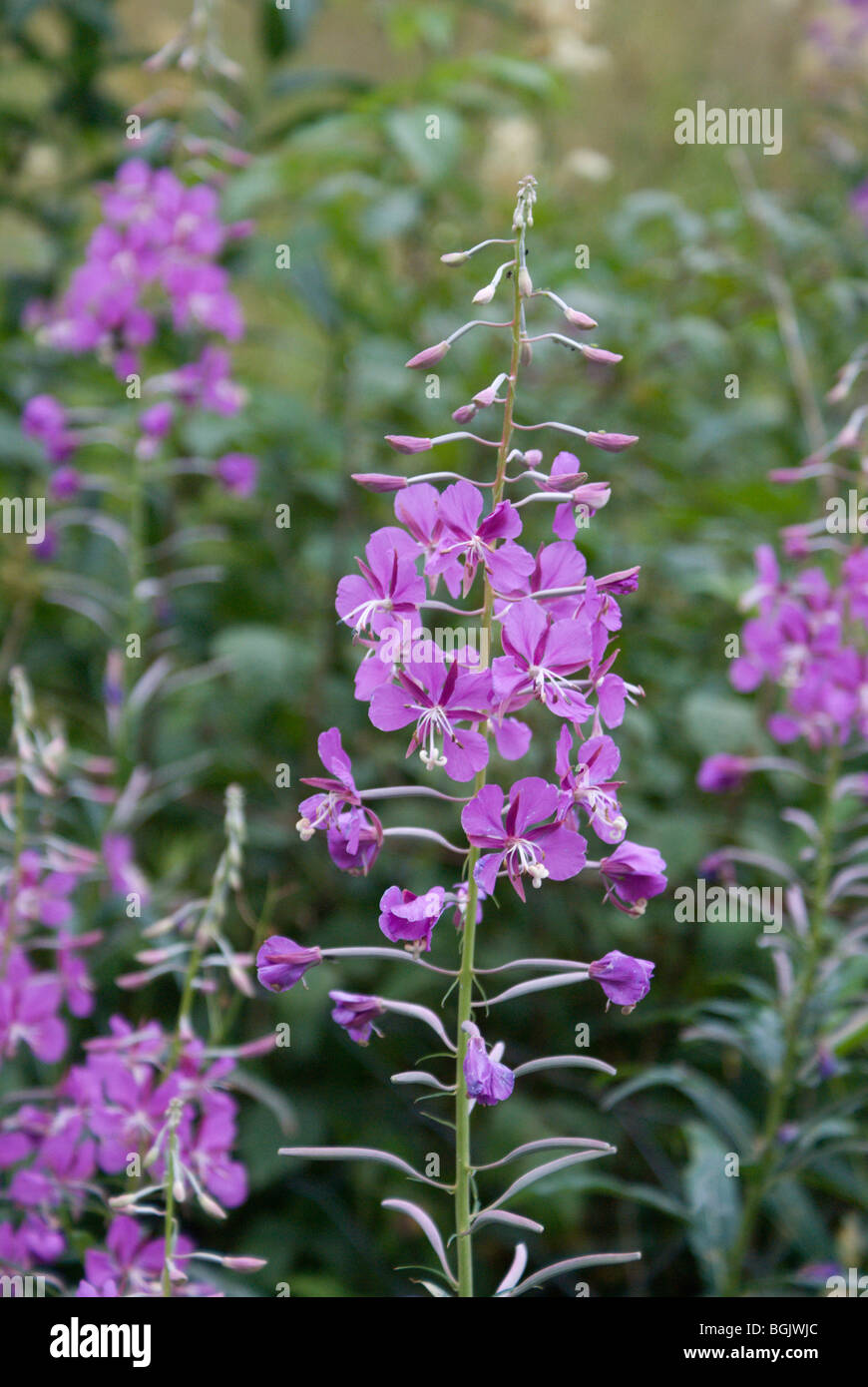 Pink rosebay willowherb flowers hi-res stock photography and images - Alamy