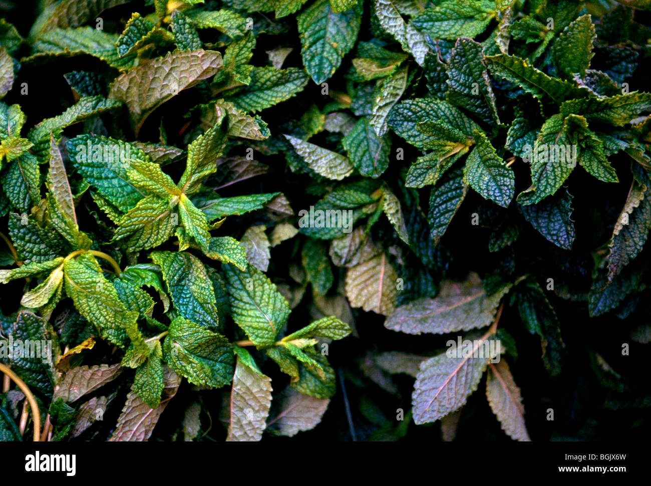 Mentha Moroccan Mint High Resolution Stock Photography And Images Alamy