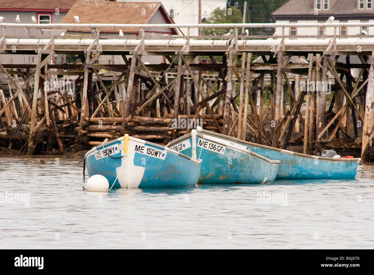 Blue Seaweed collection Boats, Moosabec Reach, Jonesport, Maine Stock Photo