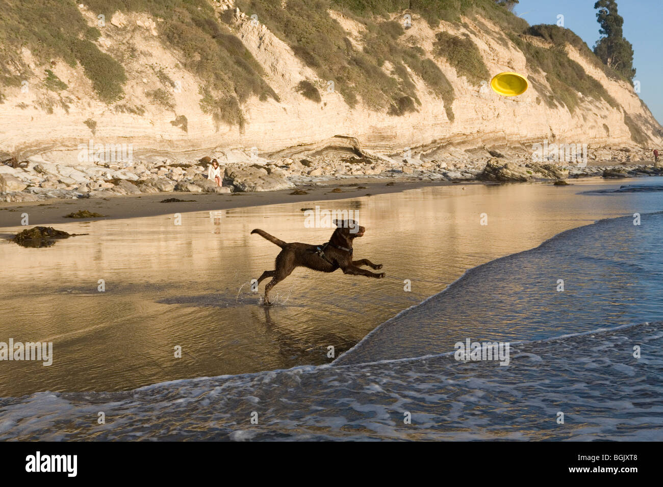 A chocolate Labrador at the beach. Stock Photo