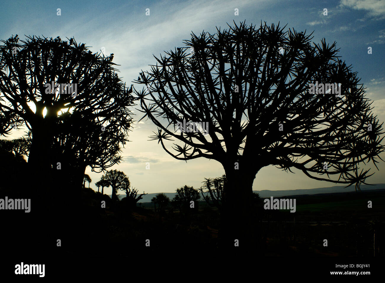 Kokerbooms in silhouette, Western Cape, South Africa Stock Photo