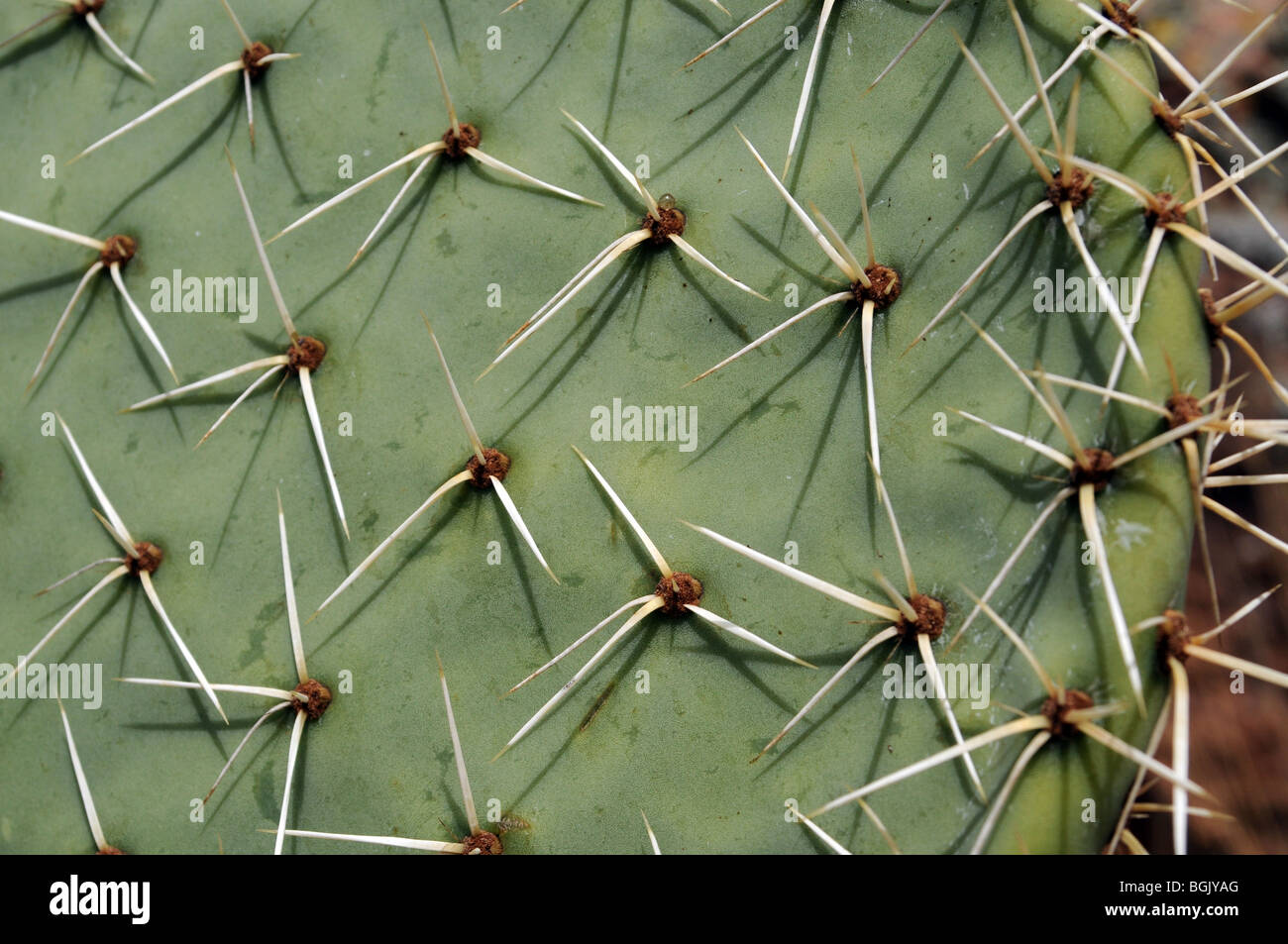 Detail of the Spines of a Nopal Cactus, Baja California, Mexico. Stock Photo