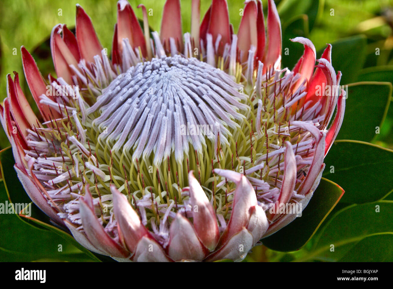 King protea, South Africa Stock Photo