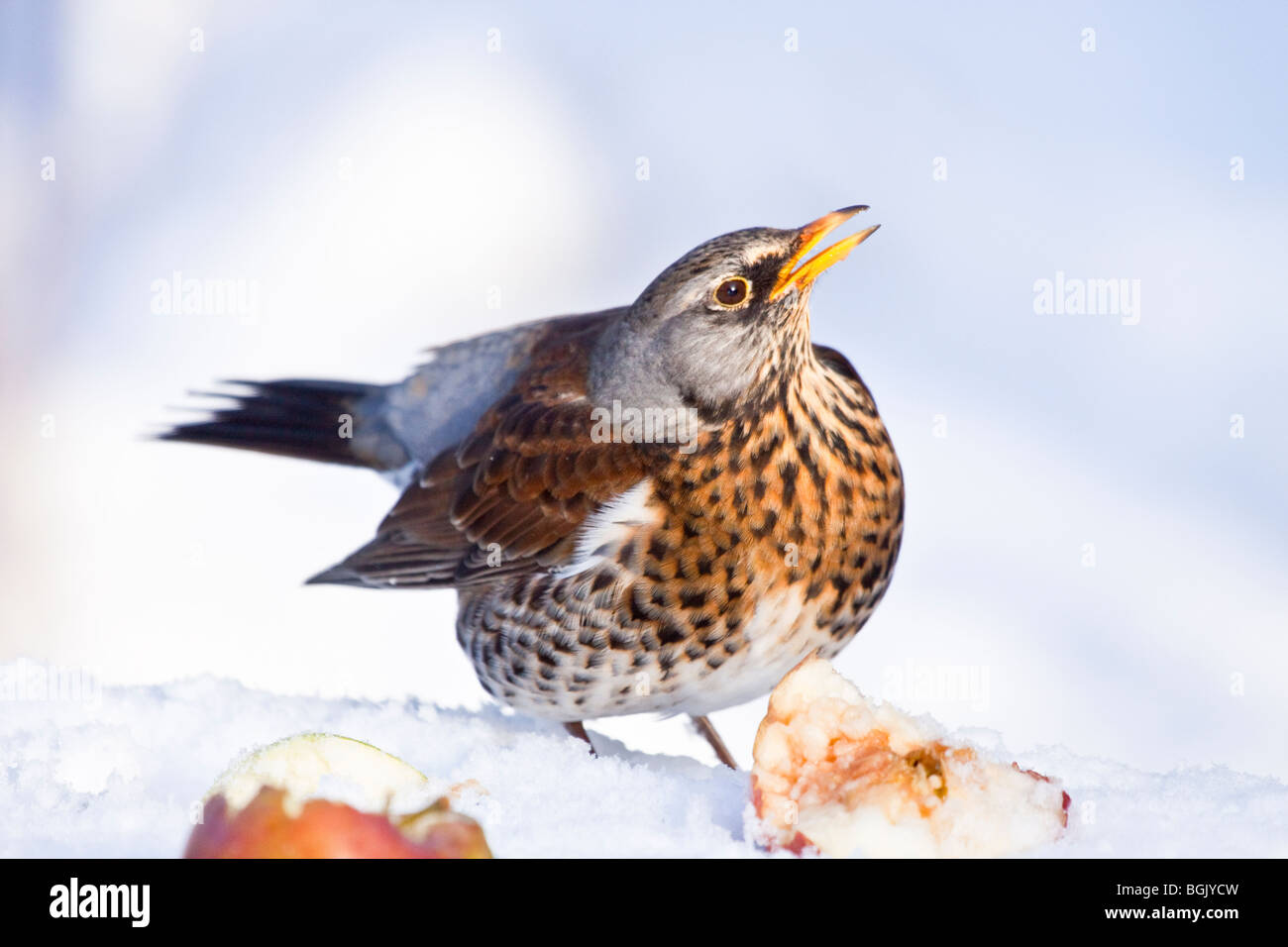 Fieldfare in winter garden feeding on apples, England, UK Stock Photo