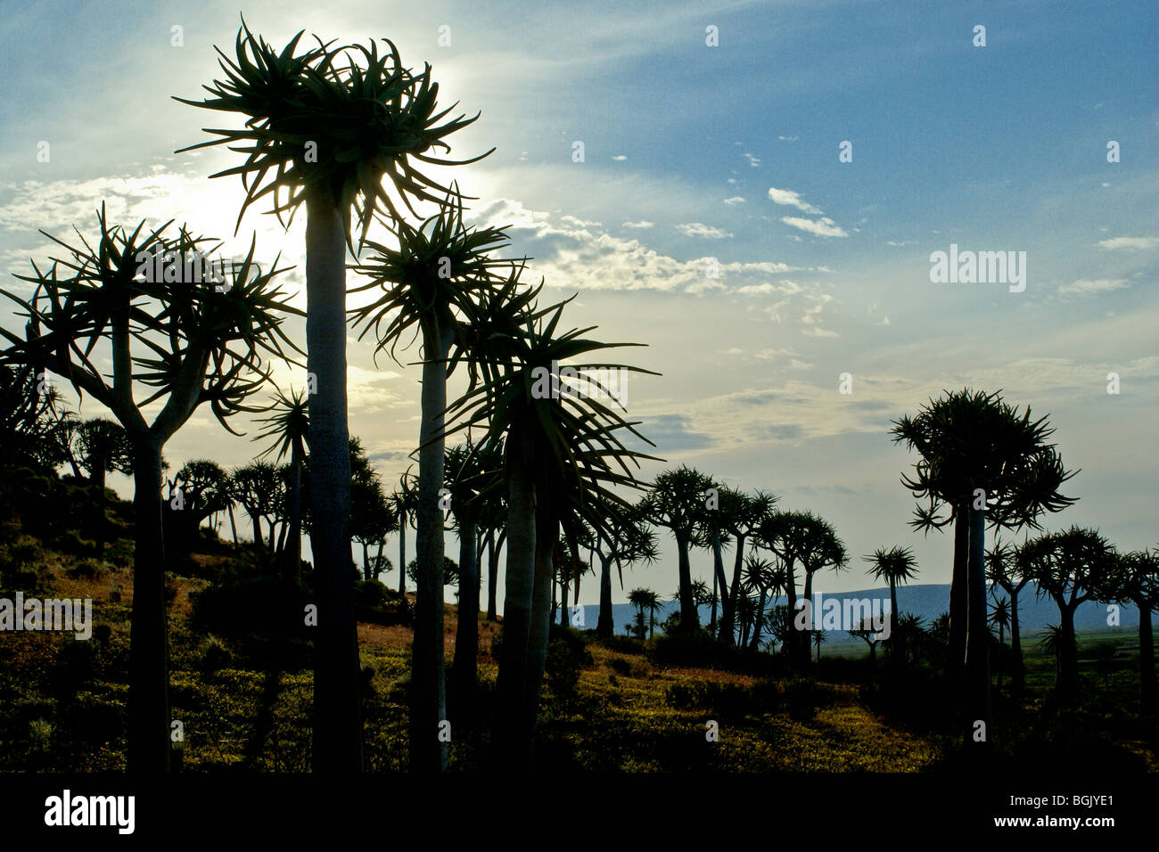 Kokerbooms in silhouette, Western Cape, South Africa Stock Photo