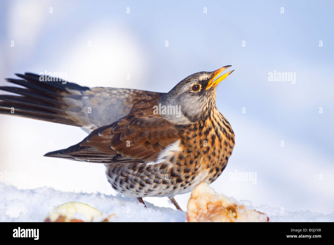 Fieldfare startled by another bird trying to take it's food, in a winter garden, feeding on apples, England, UK Stock Photo