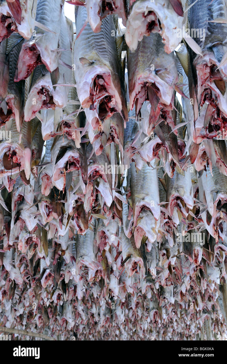 Fish drying flake hi-res stock photography and images - Alamy