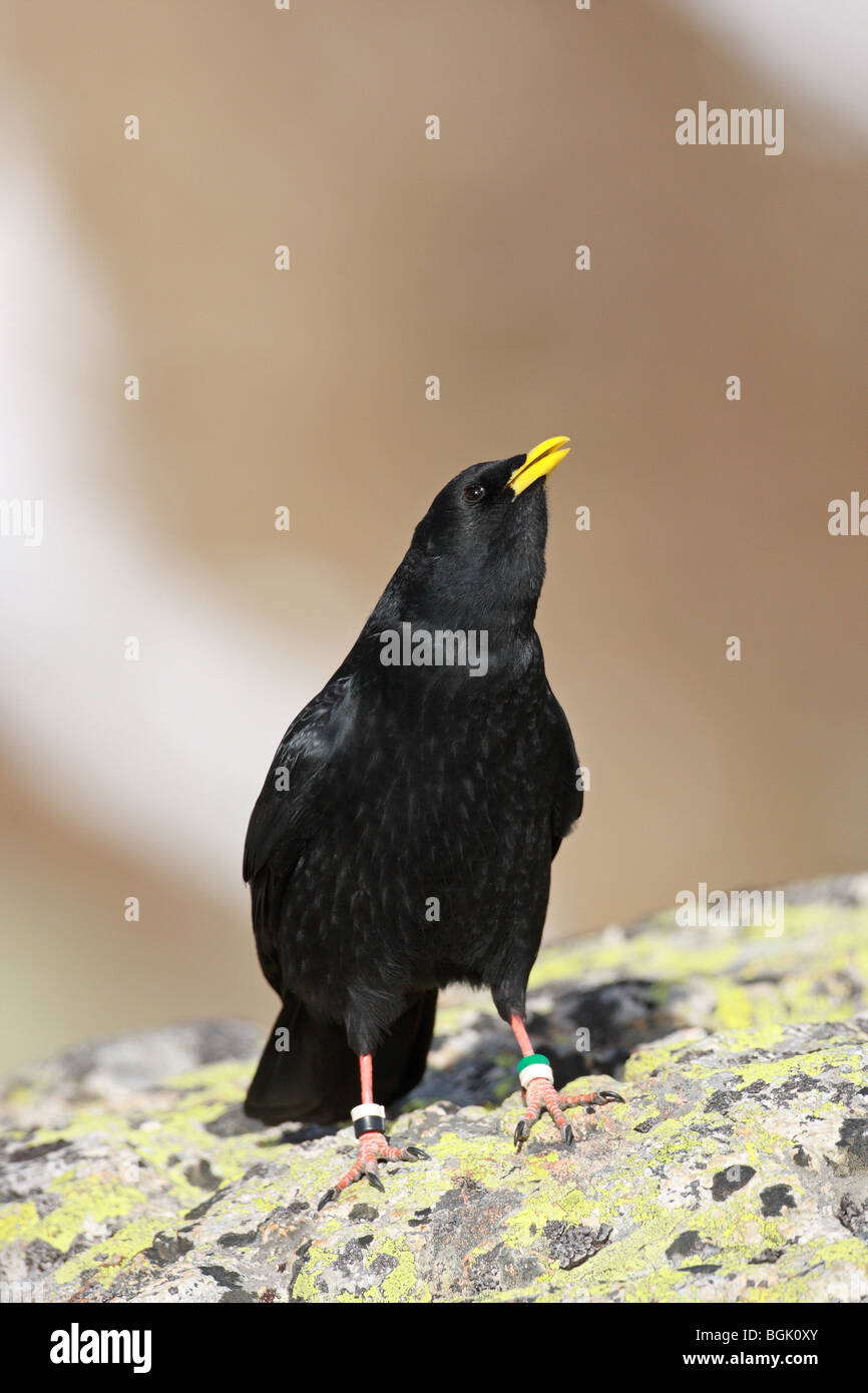 Pyrrhocorax graculus, Yellow-billed Chough, Alpine Chough, Switzerland Stock Photo