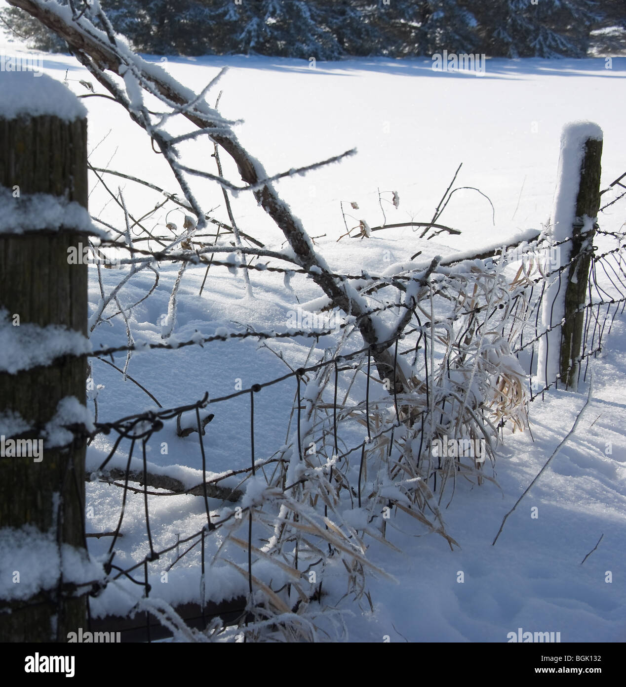Snow, ice and frost on a fence overgrown with vines and weeds framed by two fence posts Stock Photo