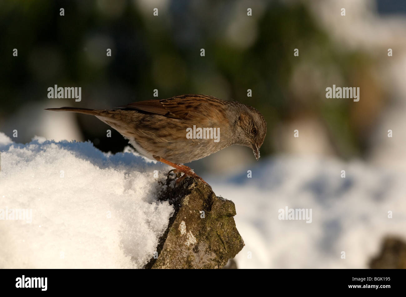 Dunnock (Prunella modularis) feeding in a snow covered garden Stock Photo