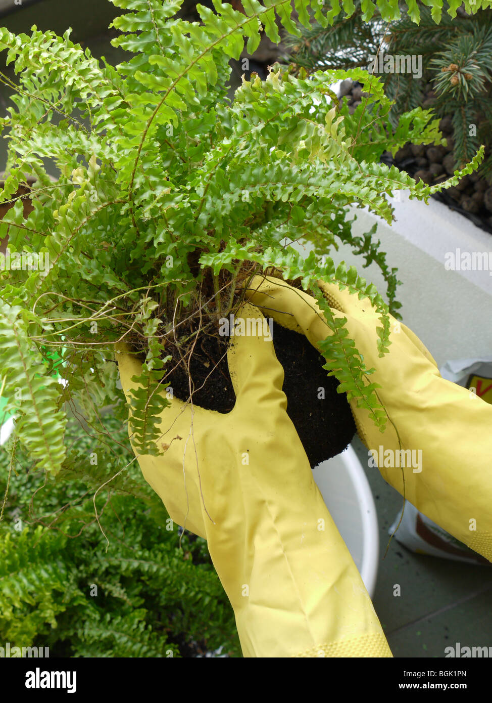 Closeup of gardener's hands wearing rubber gloves bedding out potted fern plant Stock Photo