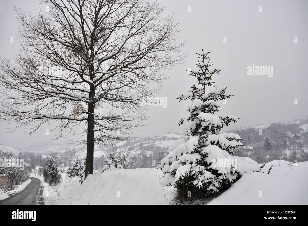 Lonely tree road hi-res stock photography and images - Alamy