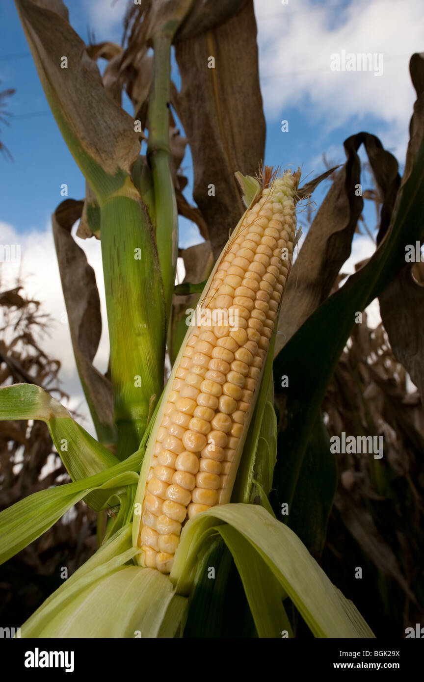 Ripe maize head. Stock Photo