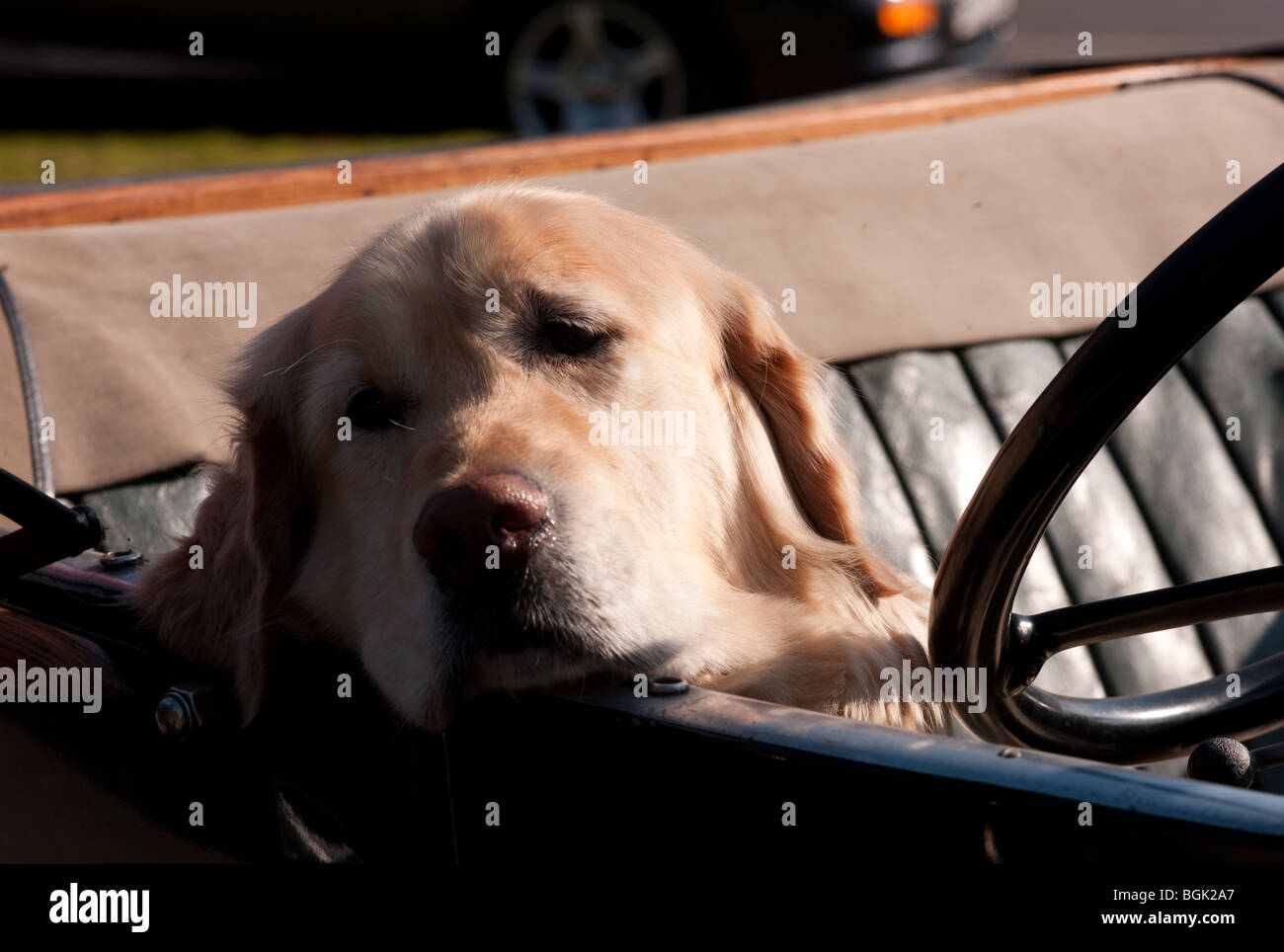Labrador in vintage car in Capel, Surrey,, England, United Kingdom dozing in the autumn sunlight in a vintage open top MG sports car Stock Photo